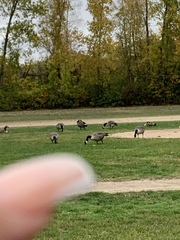 Branta canadensis