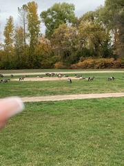 Branta canadensis