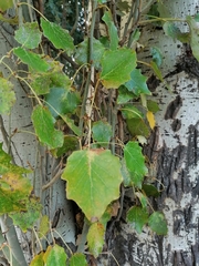Populus