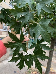 Liquidambar styraciflua