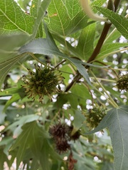 Liquidambar styraciflua