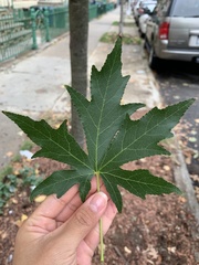 Liquidambar styraciflua