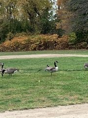 Branta canadensis