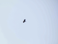 Buteo buteo