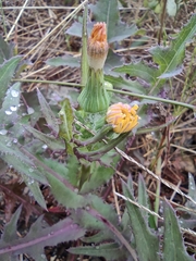 Sonchus asper