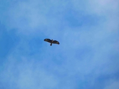 Buteo buteo