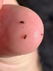 Microcylloepus
