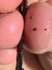 Microcylloepus