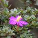 Osbeckia lanata - Photo (c) Nick Belliveau,  זכויות יוצרים חלקיות (CC BY-NC), הועלה על ידי Nick Belliveau