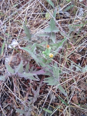 Sonchus asper