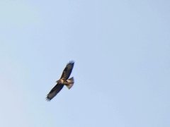 Buteo buteo