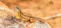 Sitana sushili