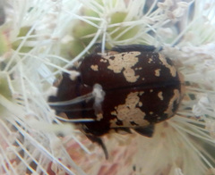 Glycyphana darwinensis