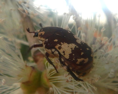Glycyphana darwinensis