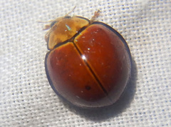 Docimocaria princeps