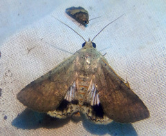Pandesma submurina