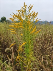 Solidago canadensis