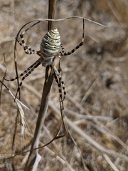 Argiope trifasciata