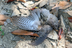 Cuculus canorus canorus