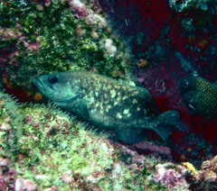 Rypticus bicolor
