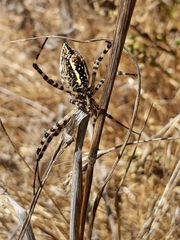 Argiope trifasciata