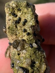 Tryonia quitobaquitae