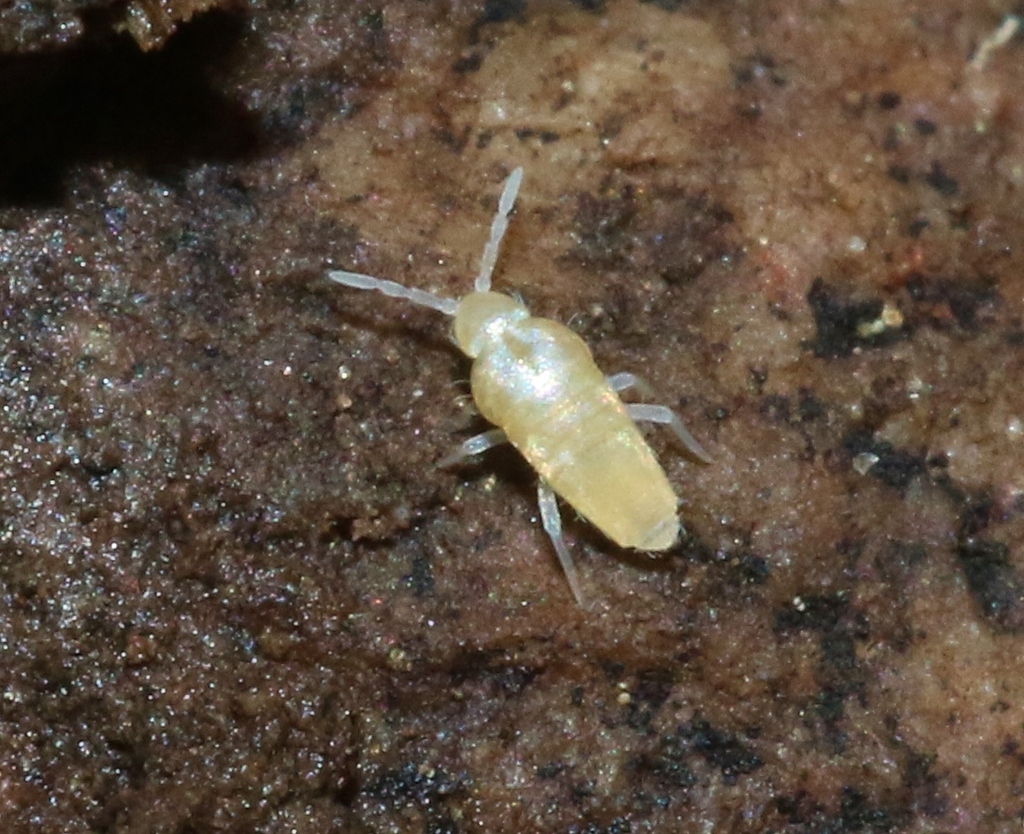 Pseudosinella rolfsi
