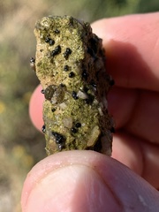 Tryonia quitobaquitae