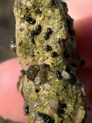 Quitobaquito Springsnail