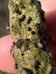 Tryonia quitobaquitae