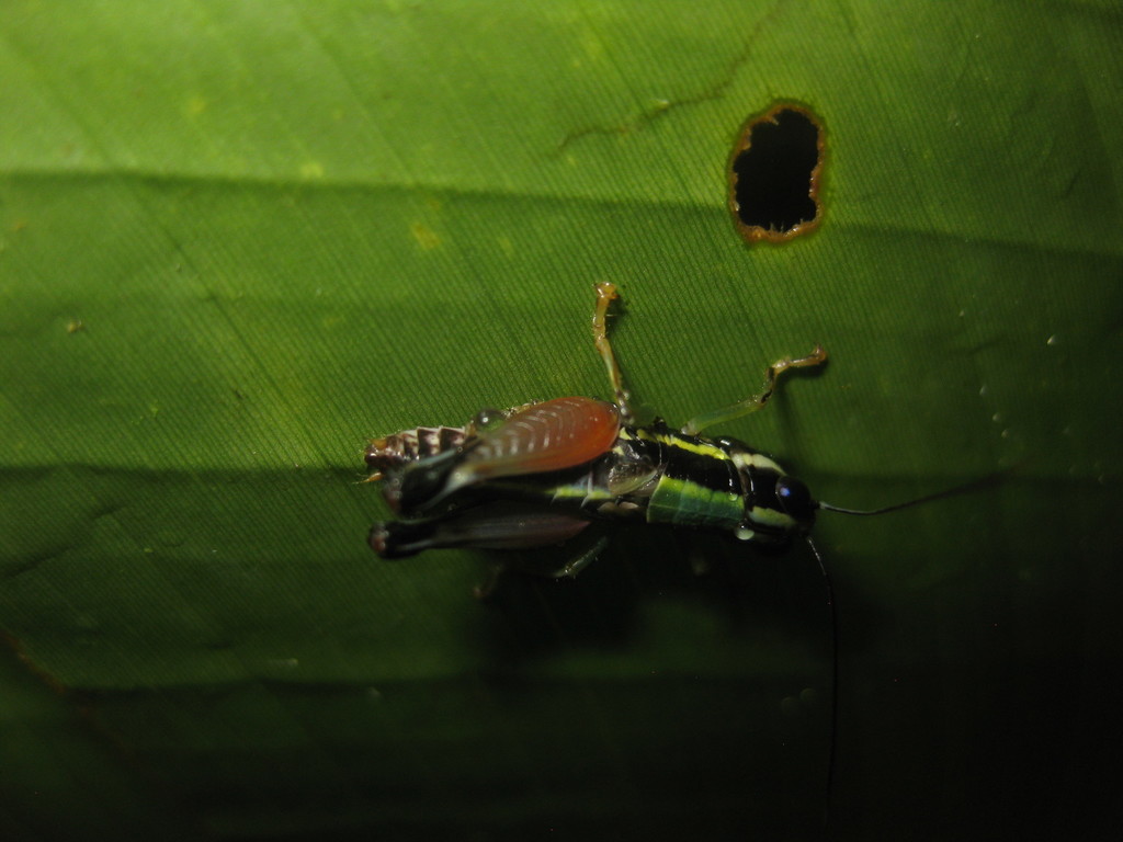Nadiacris nitidula