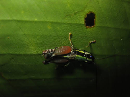 Nadiacris nitidula