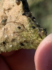 Tryonia quitobaquitae