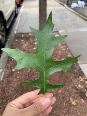 Quercus palustris