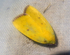 Earias luteolaria
