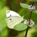 Mariposa Blanca de la Col - Photo (c) Tom Crider, algunos derechos reservados (CC BY-NC), uploaded by Tom Crider