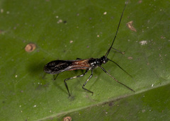 Hiranetis