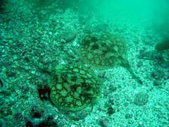 Urobatis tumbesensis