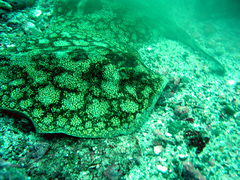 Urobatis tumbesensis