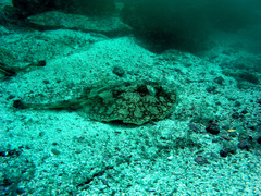 Urobatis tumbesensis