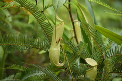 Nepenthes distillatoria