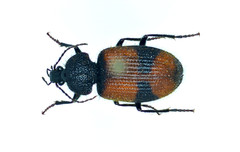 Panagaeus sallei