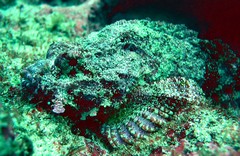Scorpaena mystes