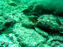 Cephalopholis colonus