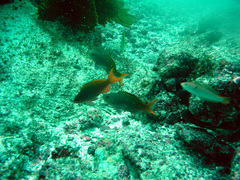 Cephalopholis colonus