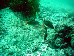 Cephalopholis colonus