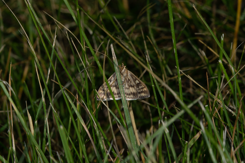 Lesser Pearl, Provincia di Asti, Italia, photo 10 of 10