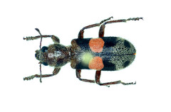 Enoclerus bimaculatus