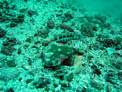 Serranus psittacinus