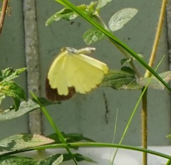 Eurema blanda